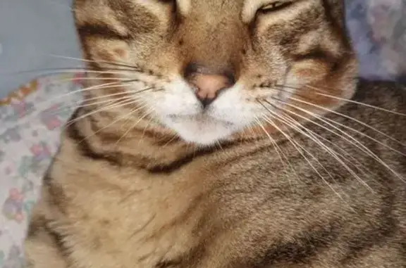 Пропала кошка в селе Троица, 22К-0061