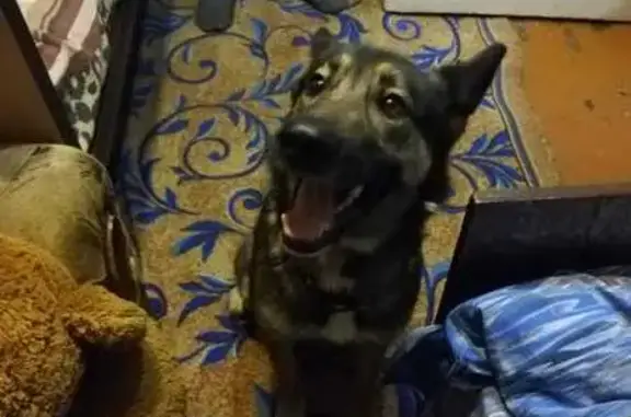 Пропала собака на Кленовой улице