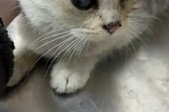 Найдена кошка, Чебоксарский проспект