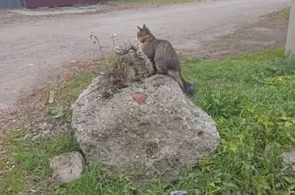 Найдена кошка, Красноярск, фото: Кошка с оранжевым ошейником, Ирбейская ул.