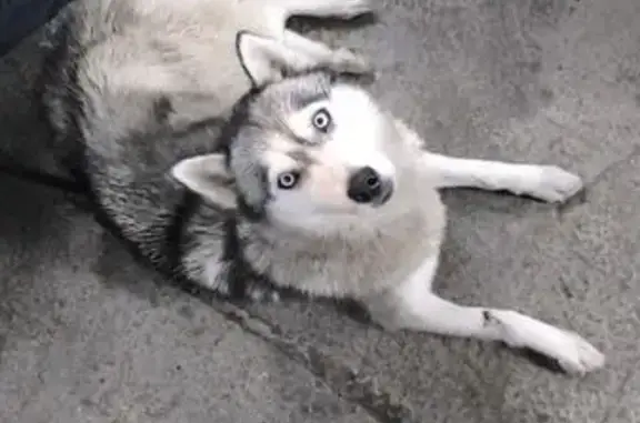 Найдена собака, Новороссийск, фото: Найдена собака, ул. Ж/д петля, 10, Новороссийск