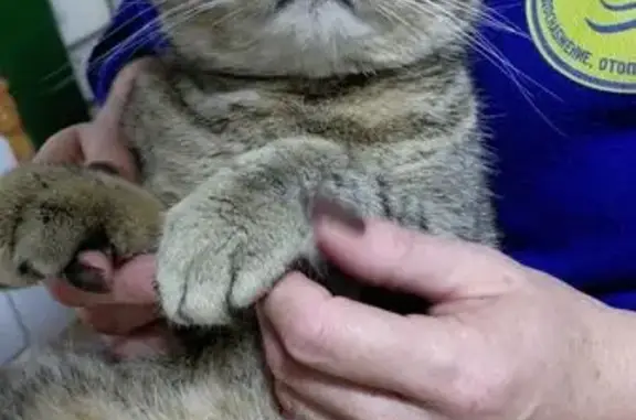 Найдена кошка, Ленинградская область, фото: Кошка найдена в Колтушах, Ленобласть