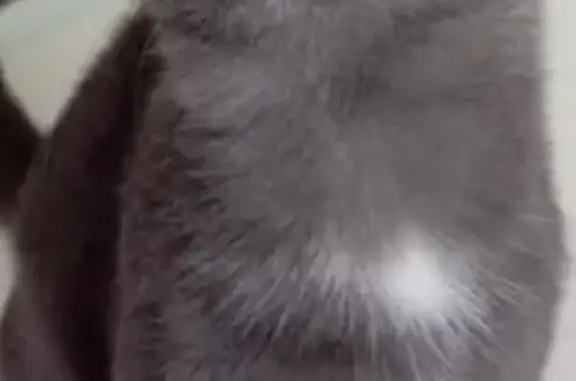 Пропал кот Дымок, ул. Худайбердина, Стерлитамак