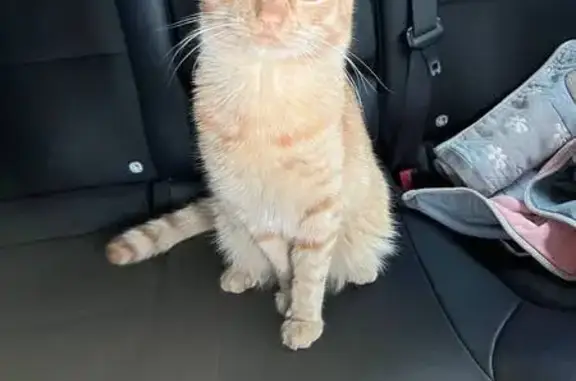 Кошки потеряшки, , фото: Потеряшка рыжий кот Мандарин, Татищева 6.