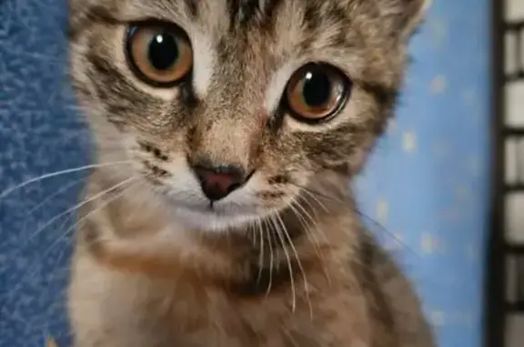 Пропала ласковая кошка, ул. Урицкого, Вичуга