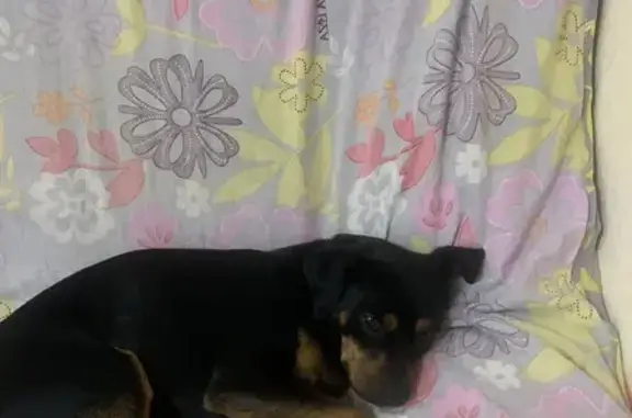 Собаки потеряшки, Элиста, фото: Потеряшка собака на ул. Ю. Клыкова, Элиста