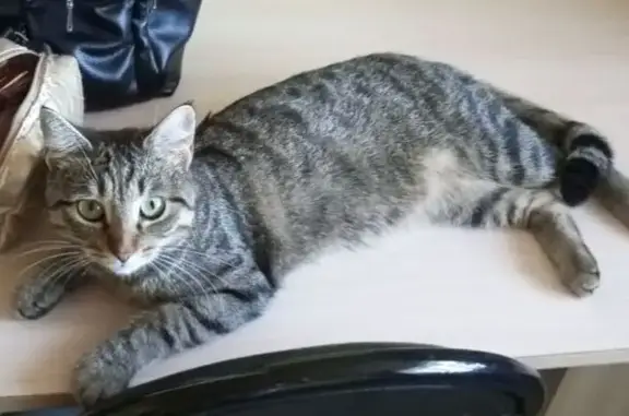 Пропала кошка, ул. Фрунзе 45, Аргаяш