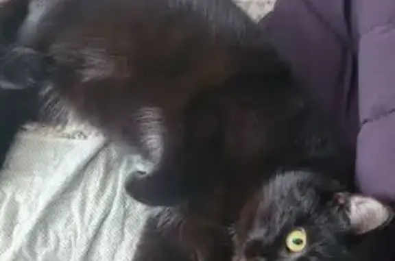 Пропала кошка: Новосибирск, обл.