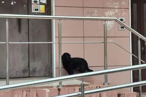 Найдена собака, ул. Х. Такташа 119, Казань