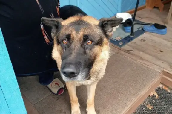 Найдена собака, Нижегородская область, фото: Найдена собака, Нижний Новгород