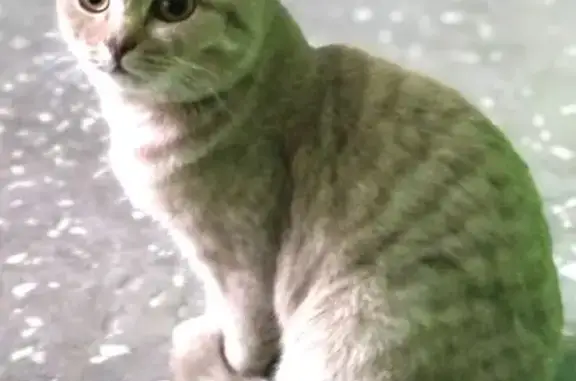 Кошка найдена, 2-я Железнодорожная, Омск