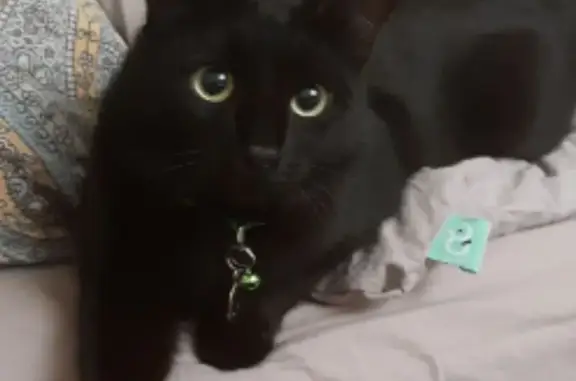 Пропала чёрная кошка, Подновье