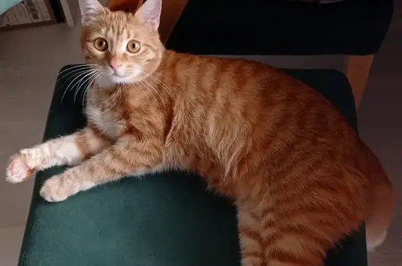 Пропала рыжая кошка, Карелия