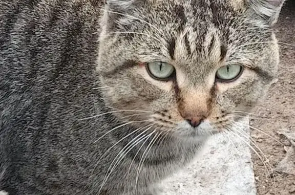 Объявления о пропавших и найденных животных, Лесосибирск, фото: Кошка найдена: Полярная ул., 9, Лесосибирск