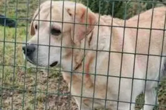 Найдена собака, Приморский край, фото: Собака найдена: Находка, Приморье