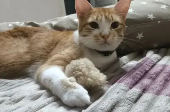 Кошки потеряшки, , фото: Потеряшка кошка, ул. Героев-Разведчиков, 42