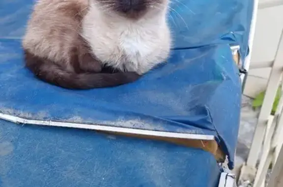 Найдена кошка, Тюмень, фото: Сиамская кошка найдена на Володарского, 10
