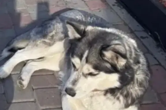 Собаки потеряшки, Казань, фото: Потеряшка собака Айси, Константиновка, Казань