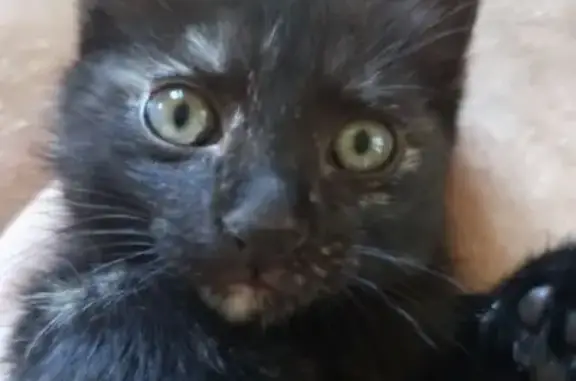 Кошки потеряшки, Сухая балка, фото: Потеряшка котенок, Сиреневая ул., Сухая Балка