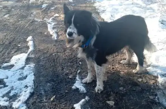 Найдена собака, Новосибирская область, фото: Найдена собака, Новосибирск, обл.