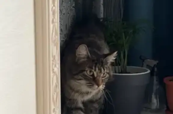 Кошка найдена: Ворошилова 8, подъезд 3