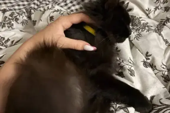 Кошка найдена: Прудный пер., 119А, Орёл