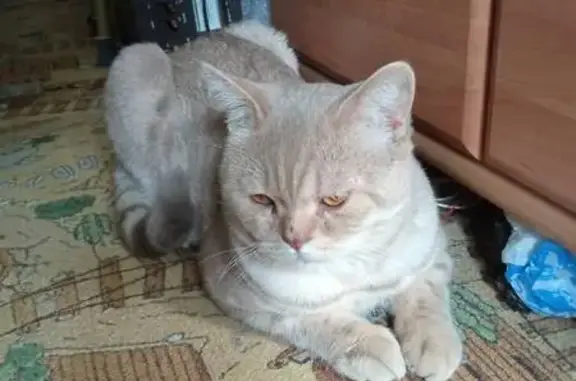 Кошки потеряшки, Калининград, фото: Потеряшка кошка, ул. Зелёная, 27, Калининград