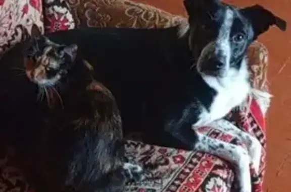 Пропала собака на Широкой улице, Москва