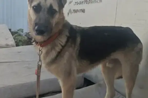 Собаки потеряшки, , фото: Потеряшка собака, Тольятти, Юбилейная 8