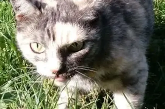 Пропала кошка, ул. Димитрова 40, Самара