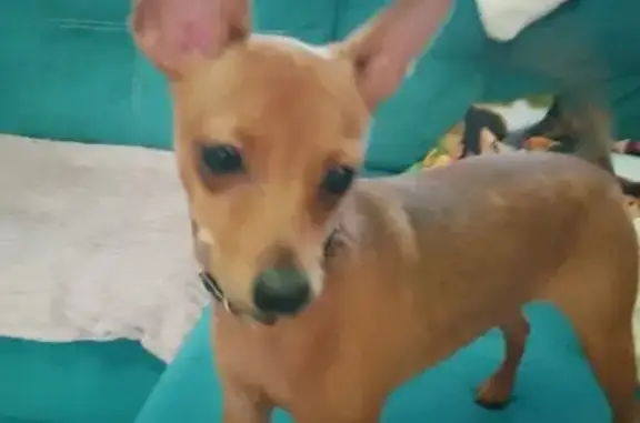 Пропала собака в Мотмосе, Нижегородская обл.