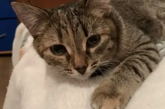 Пропала кошка, ул. Маклина, 44, Киров