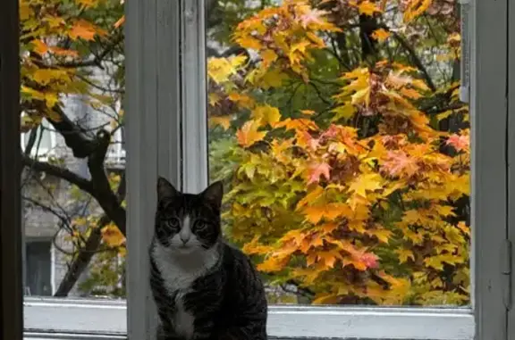 Кошки потеряшки, Москва, фото: Потеряшка кошка, Наро-Фоминская 10, Москва