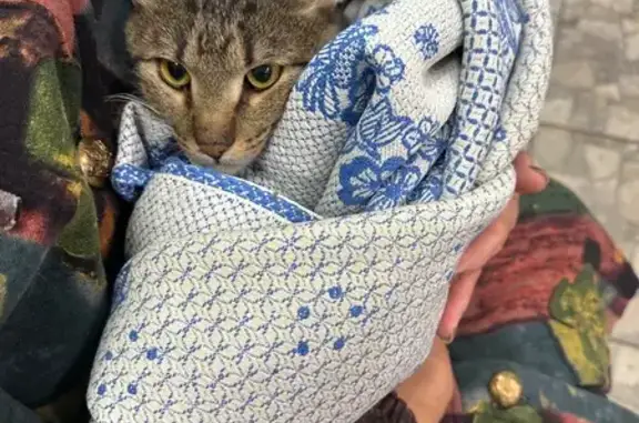 Найдена кошка, Уфа, фото: Кошка с травмой, ул. Ленина 120, Уфа