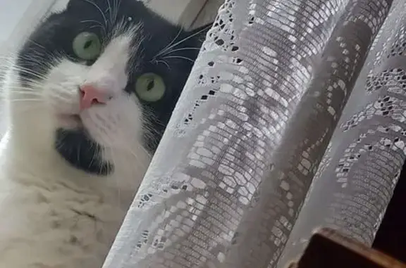 Кошки потеряшки, Петрозаводск, фото: Потеряшка кот, Антонова 16, Петрозаводск