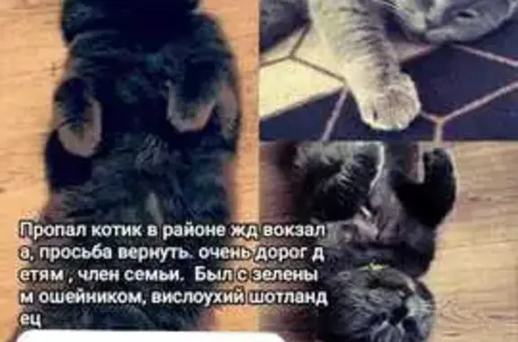 Пропала кошка на ул. Филонова, 3, Морозовск