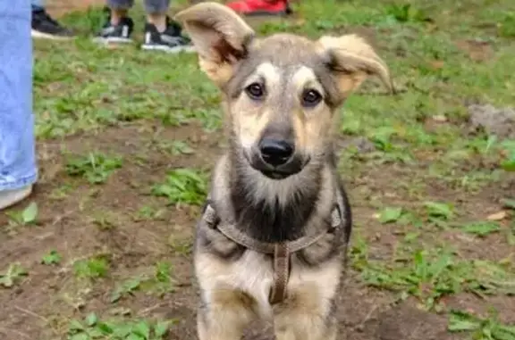 Собаки потеряшки, , фото: Потеряшка собака, Ижевск, Союзная 99