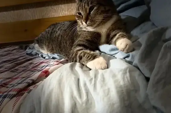 Пропала кошка, ул. Космонавтов 12, Люберцы