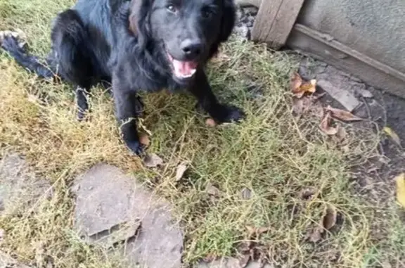 Найдена собака, , фото: Найдена собака: Привокзальная ул., Горный