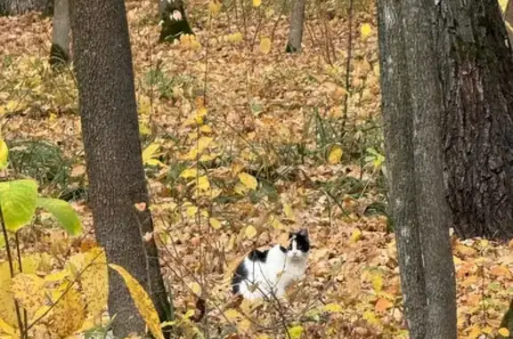 Кошка найдена на Олимпийской аллее