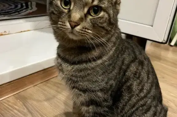 Кошки потеряшки, Краснокамск, фото: Потеряшка кошка, ул. Чапаева, 46, Краснокамск