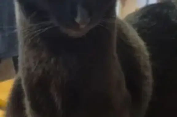 Кошки потеряшки, Челябинская область, фото: Потеряшка кошка в Саргазах, Челябинская обл.