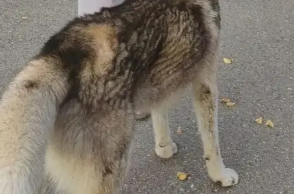 Собака найдена в Новотитаровской, Краснодарский край