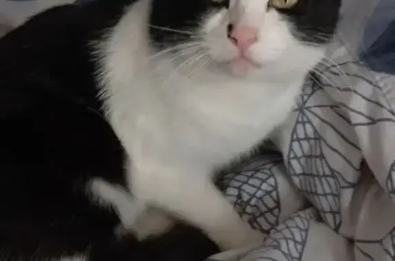 Кошка найдена: ул. Сукромка, 28, Мытищи