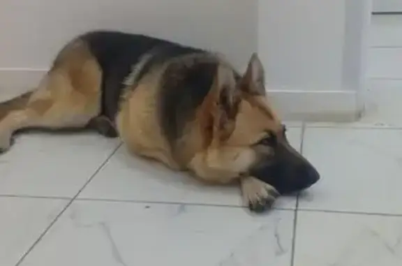 Найдена собака, Екатеринбург, фото: Собака найдена: ул. Энтузиастов, 36Б/2