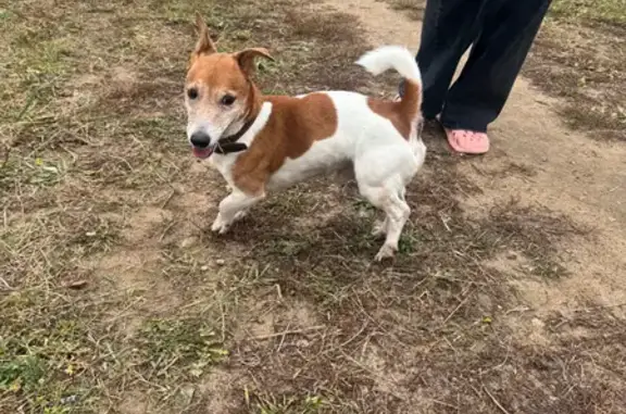 Найдена собака, Нижний Новгород, фото: Собака найдена: Южный бульвар, 3, НН
