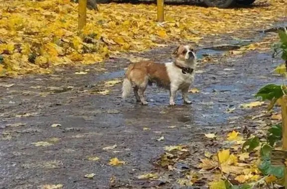 Собака найдена: ул. Горького, 67, Орёл