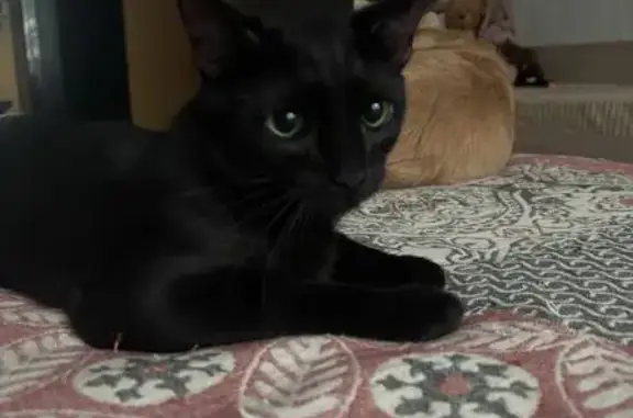 Пропал кот, 10-я ул. Соколиной Горы