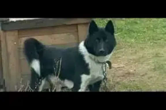 Собаки потеряшки, , фото: Потеряшка собака в Усадах, Татарстан