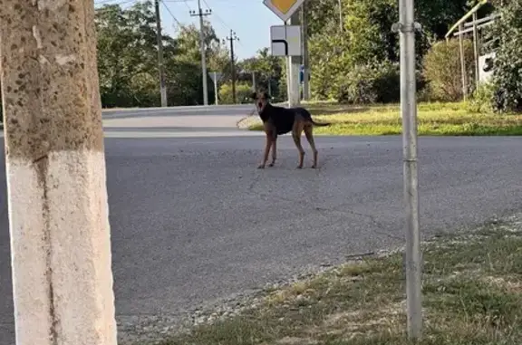 Найдена собака, , фото: Собака найдена, ул. Ленина 32, Вознесенская